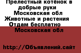 Прелестный котёнок в добрые руки - Московская обл. Животные и растения » Отдам бесплатно   . Московская обл.